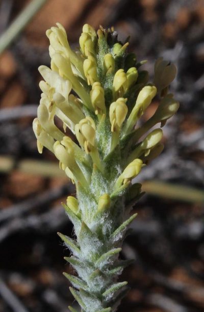 Dischisma leptostachyum, photographed by Tony Rebelo
