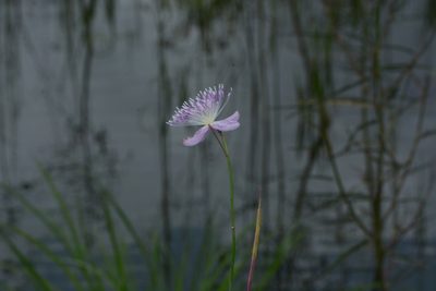 Cleome angulata, photographed by S.MORE