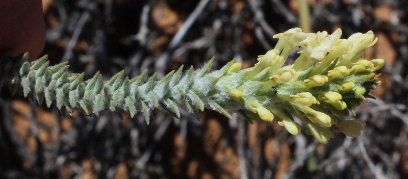 Dischisma leptostachyum, photographed by Tony Rebelo