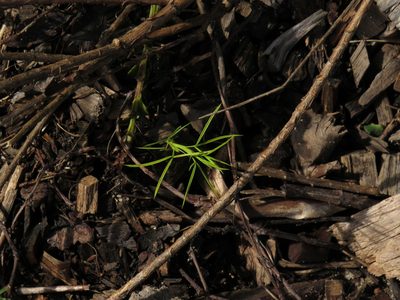 Psoralea fascicularis, photographed by Jeremy Gilmore