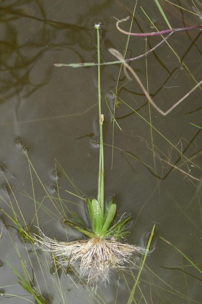 Eriocaulon cuspidatum, photographed by S.MORE