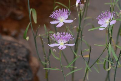 Cleome angulata, photographed by S.MORE