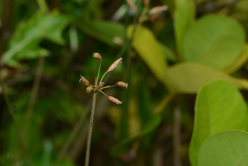 Schoenoplectus subulatus, photographed by S.MORE