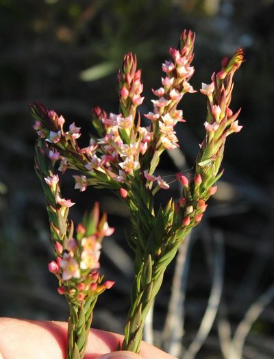 Struthiola salteri, photographed by Tony Rebelo