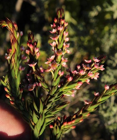 Struthiola salteri, photographed by Tony Rebelo