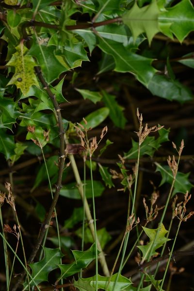 Schoenoplectus subulatus, photographed by S.MORE