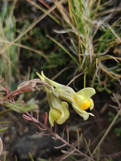 Linaria buriatica, photographed by Юлия