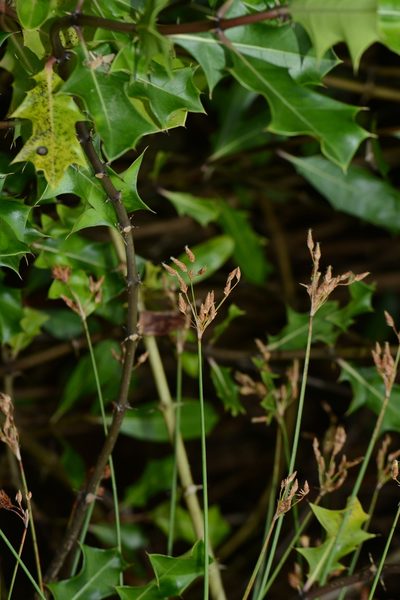 Schoenoplectus subulatus, photographed by S.MORE