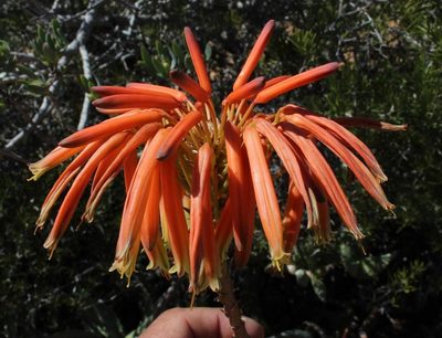 Aloe arenicola, photographed by Tony Rebelo