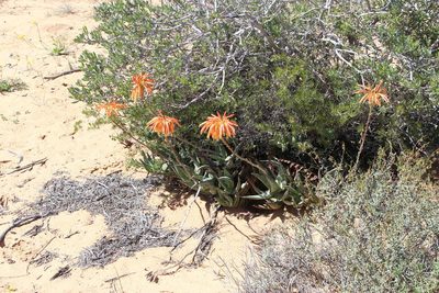 Aloe arenicola, photographed by Tony Rebelo