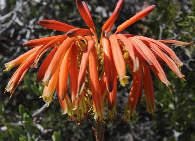 Aloe arenicola, photographed by Tony Rebelo