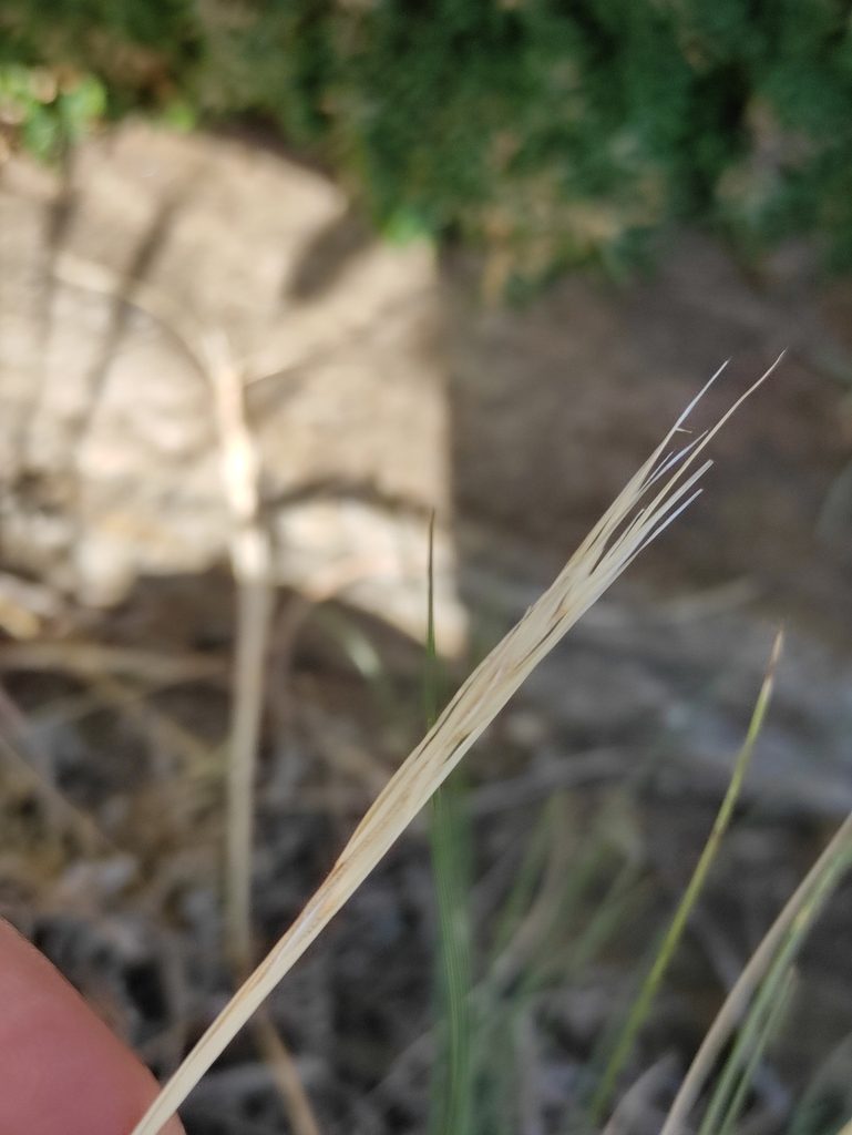 Stipa glareosa, photographed by Юлия