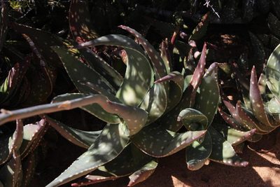 Aloe arenicola, photographed by Tony Rebelo