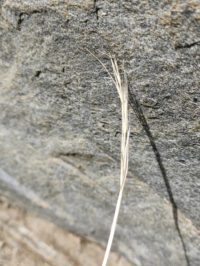 Stipa glareosa, photographed by Юлия