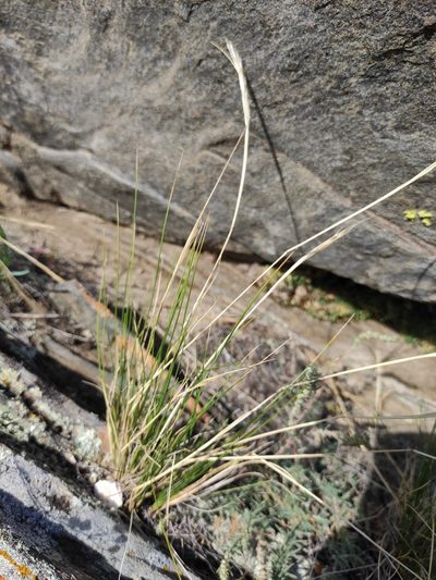 Stipa glareosa, photographed by Юлия