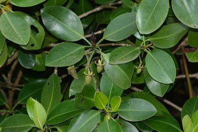 Rhizophora mucronata