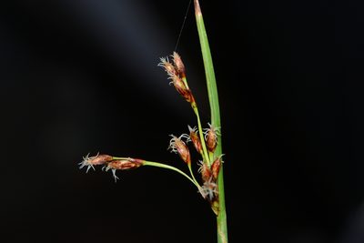 Schoenoplectus subulatus, photographed by S.MORE