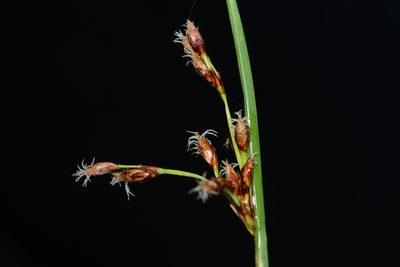 Schoenoplectus subulatus, photographed by S.MORE