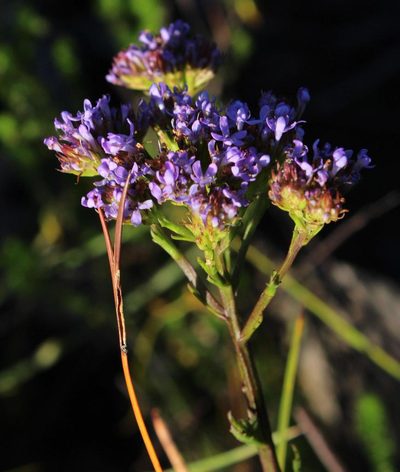 Pseudoselago ascendens, photographed by Tony Rebelo