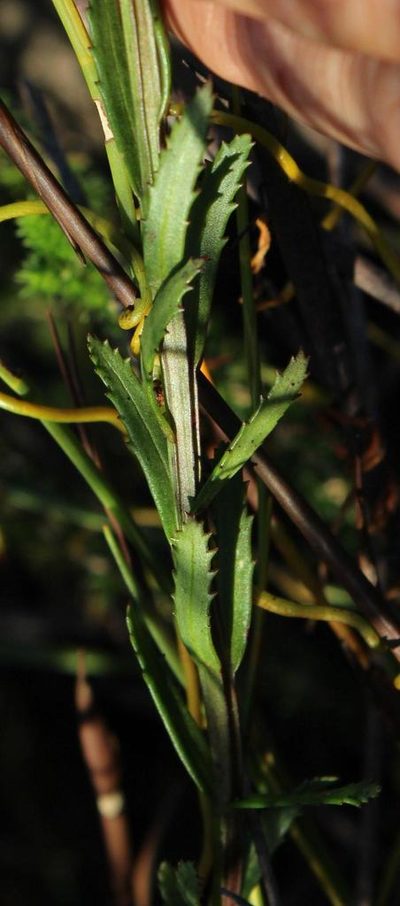 Pseudoselago ascendens, photographed by Tony Rebelo