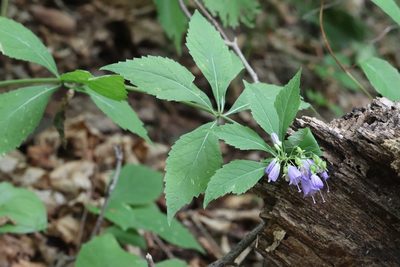 Adenophora pereskiifolia, photographed by Nina Filippova