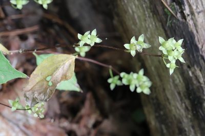 Philadelphus tenuifolius, photographed by Nina Filippova