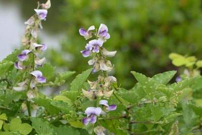 Crotalaria verrucosa, photographed by S.MORE