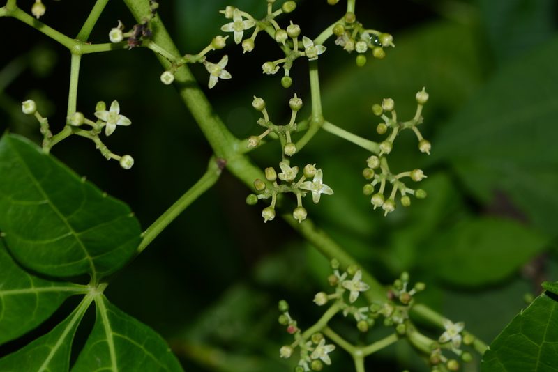 Cyphostemma auriculatum, photographed by S.MORE