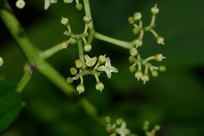 Cyphostemma auriculatum, photographed by S.MORE
