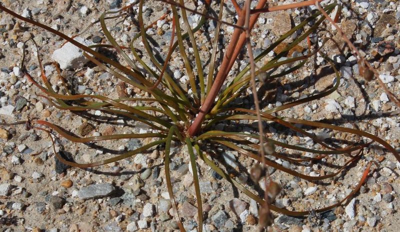 Trachyandra bulbinifolia, photographed by Tony Rebelo