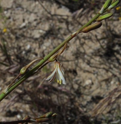 Trachyandra bulbinifolia, photographed by Tony Rebelo