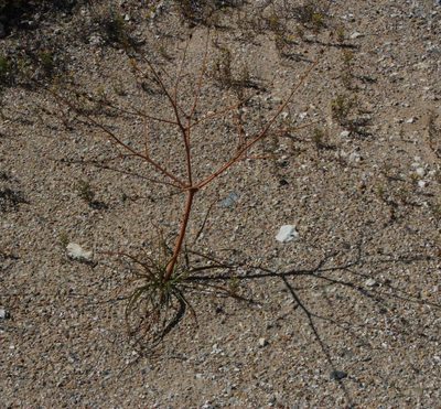 Trachyandra bulbinifolia, photographed by Tony Rebelo