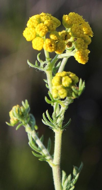 Nidorella pinnata, photographed by Tony Rebelo