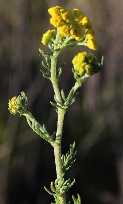 Nidorella pinnata, photographed by Tony Rebelo