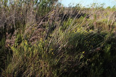 Nidorella pinnata, photographed by Tony Rebelo
