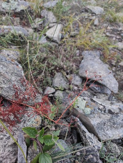 Polygonum angustifolium, photographed by Юлия