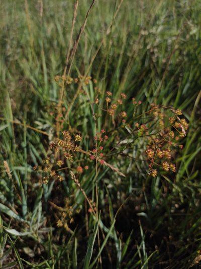 Bupleurum scorzonerifolium, photographed by Юлия