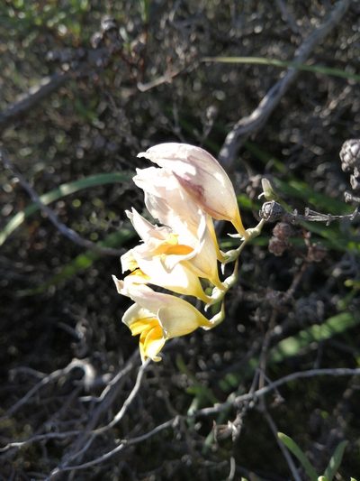 Freesia refracta, photographed by Danie Palm