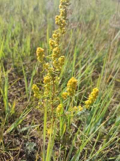 Artemisia palustris, photographed by Юлия