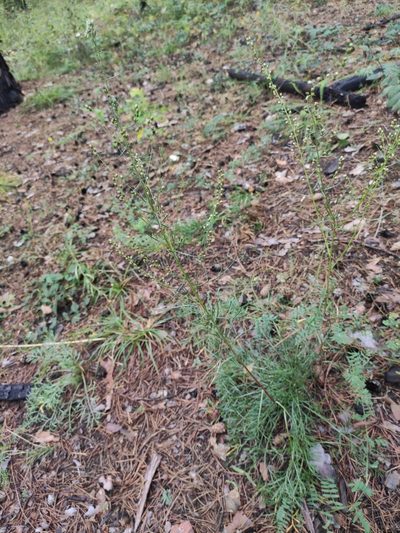 Artemisia commutata, photographed by Юлия