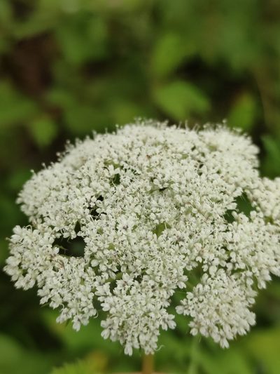 Seseli condensatum, photographed by Юлия