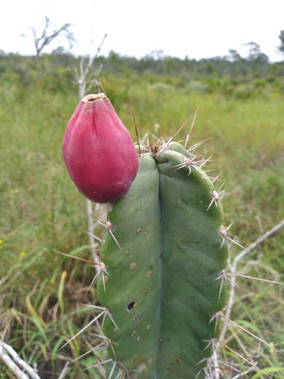 Cereus hexagonus, photographed by Scott Ward