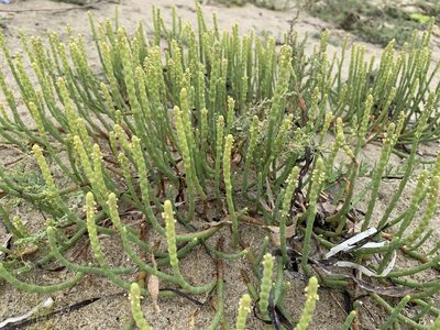 Salicornia perennis, photographed by SiphonophoreSlinger