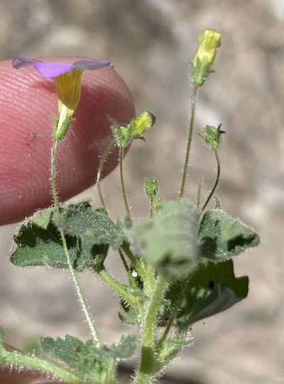 Jamesbrittenia hereroensis, photographed by Dave U