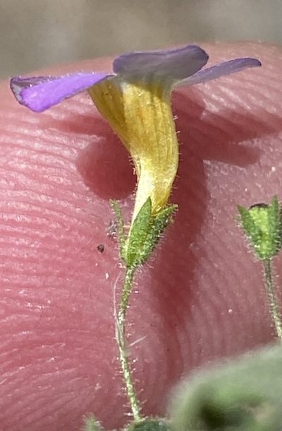 Jamesbrittenia hereroensis, photographed by Dave U