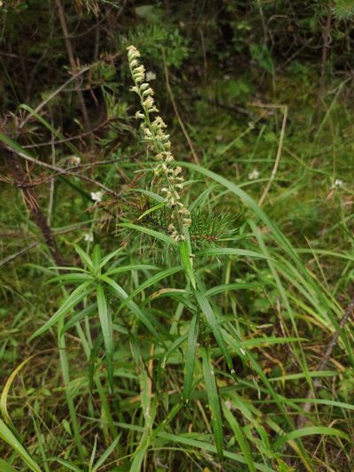 Artemisia integrifolia, photographed by Юлия