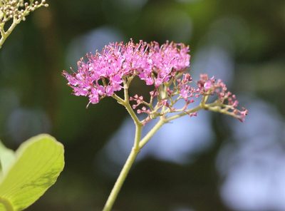 Callicarpa nudiflora, photographed by Agnes Trekker
