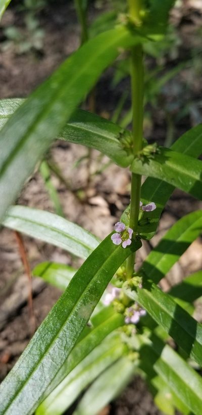 Ammannia robusta, photographed by Dan Hribar