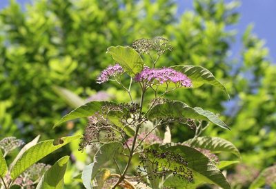 Callicarpa nudiflora, photographed by Agnes Trekker