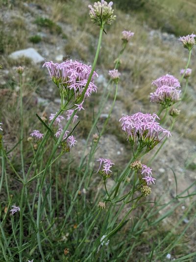 Valeriana nevadensis, photographed by Denis Bastianelli